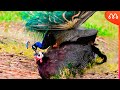 CRUZA DE PAVÃO COM GALINHA DA ANGOLA