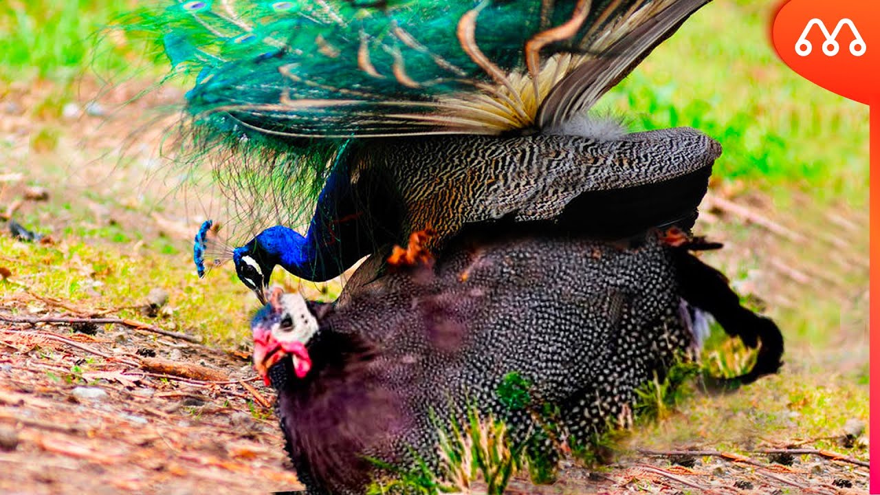 ПАВЛИННЫЙ КРЕСТ С КУРИЦЕЙ АНГОЛА