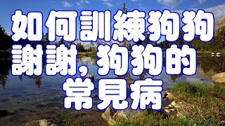 如何訓練狗狗謝謝,狗狗的常見病 by Pets TV 277 views 6 years ago 6 minutes, 47 seconds