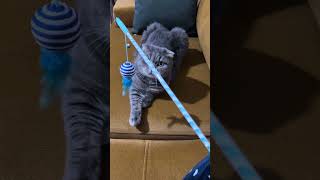 Oltaya geldi 😹 #oyuncukedi #olta #kedilihayat #kediliev #kedim #kediaşkı #happycat #game 