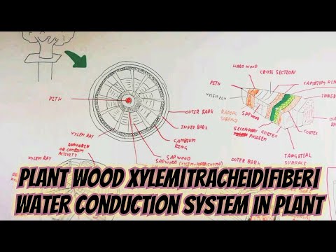Plant wood xylem|tracheid|fiber| water conduction system in plant, botany (anotomy)