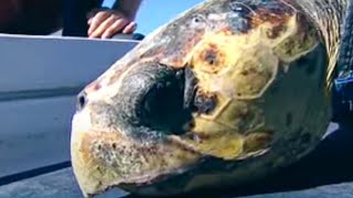 Tagging and Surfing with a Sea Turtle! | Extreme Animals | BBC Studios