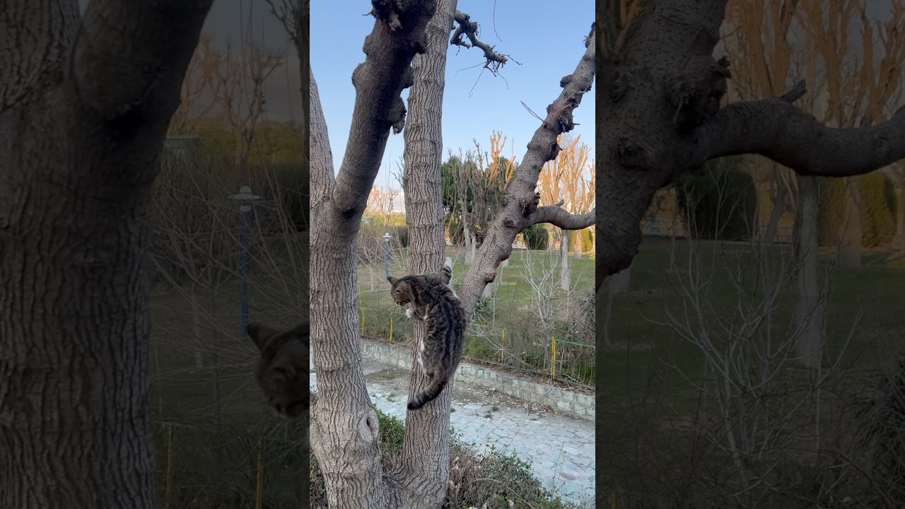 Tabby Cat on a Tree in the Park: Cute & Curious Adventure!