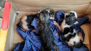 Caught A Man Stuffing a Box of Three Newborn Kittens In It. Episode1 l Lily Ivo