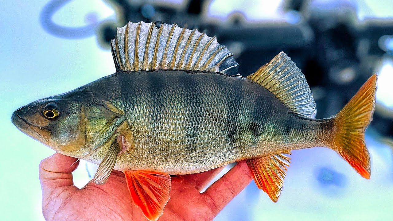 ALKUTALVEN SEKAPILKINTÄÄ | AHVENEN PILKINTÄ | POTKUKELKOILLA PELIPAIKOILLE