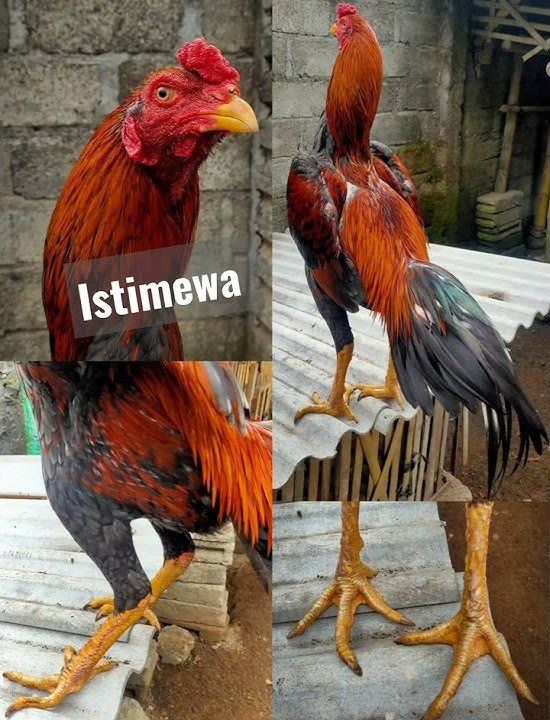 ayam tehnik pukul kanan kiri blakang ,tempel