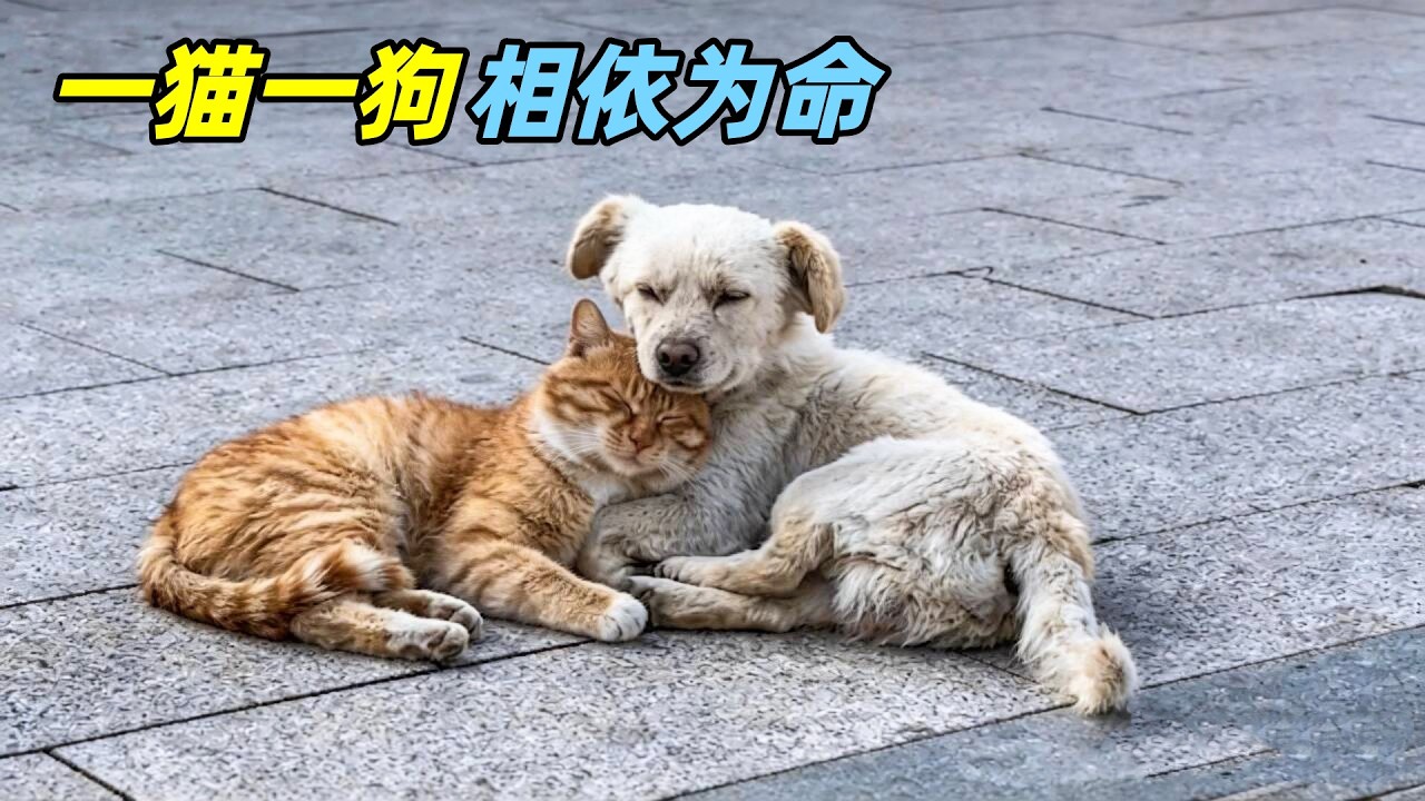 一猫一狗被主人遗弃，只能在服务区相依为命，结局让人看哭了