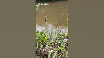 câu cá thiên nhiên lên cá thác lác to #shorts