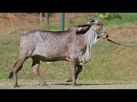 LOTE 10   KARINA FIV LXG IMPERIAL LXG 137