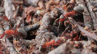 Leafcutter Ants Natures Master Engineers Of The Rainforest