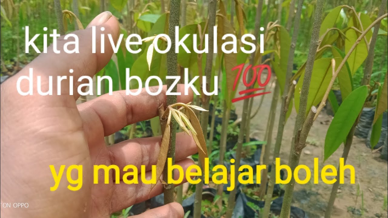 #cara #isi #ok #okulasi #cara grafting okulasi durian bozku #sambung pucuk durian 