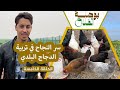 بوصلة الفلاح ح5 مشروع تربية الدجاج البلدي كيف تضاعف إنتاج البيض بخليط السلالات وتحقق ربح مهم