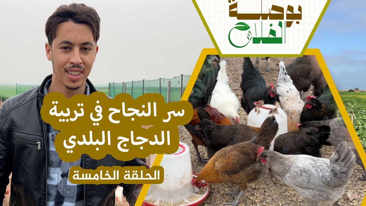 بوصلة الفلاح(ح5) مشروع تربية الدجاج البلدي.. كيف تضاعف إنتاج البيض بخليط السلالات وتحقق ربح مهم؟
