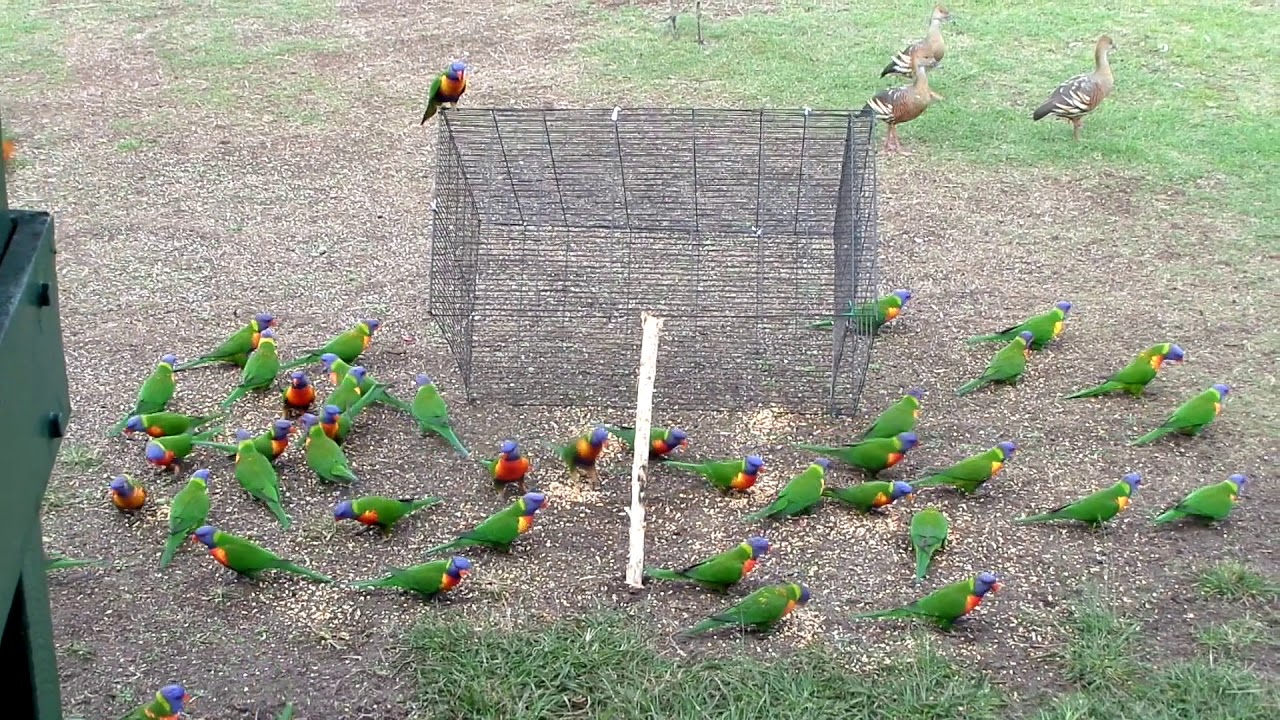 The Duck Trap - YouTube