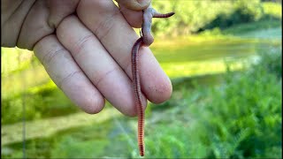 Pesco usando SOLO un AMO e un LOMBRICO VIVO! [Risultati SORPRENDENTI] - Challenge di Pesca in Fiume