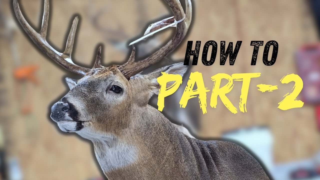 How to Mount a Whitetail deer Part-2 Step by Step