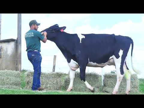 LOTE 47 DELETOPI DUNA 451 CRUSHABULL