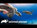 ¡Es hora de regresar al mar! | Los Irwin | Animal Planet