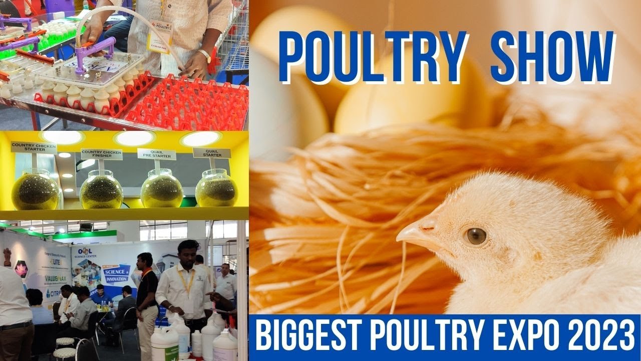 Biggest Poultry Show 2023 கோழிப்பண்ணை Expo Coimbatore Poultry YouTube