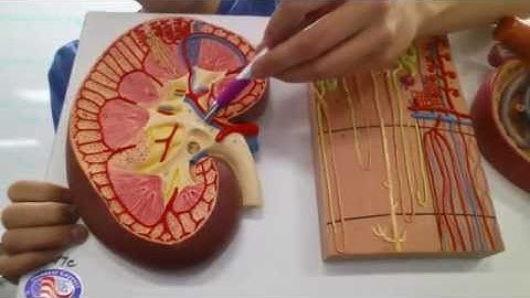 SAU A&P 2 Lab Exam 3: Urinary System & Physiology