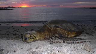 Hawaii: Molokai and The Big Island: A Slideshow by Michael P. Flaherty
