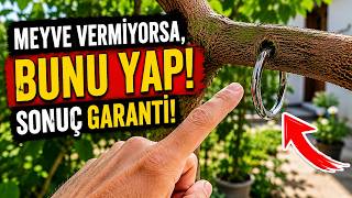 BUNU Yap ve Meyve Ağacın Meyveyle Dolsun | KANITLANDI