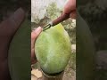 মজার ফল চাইনার সব থেকে বড় আম🥰😍🤩 #facst #fruit #amazing #banglafacttube #mango