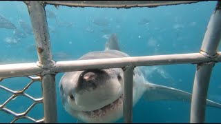 Shark cage diving  4th January 2024   Combo tour