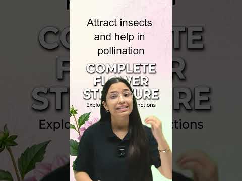 flower structure #cbse202627 #cbseclass11