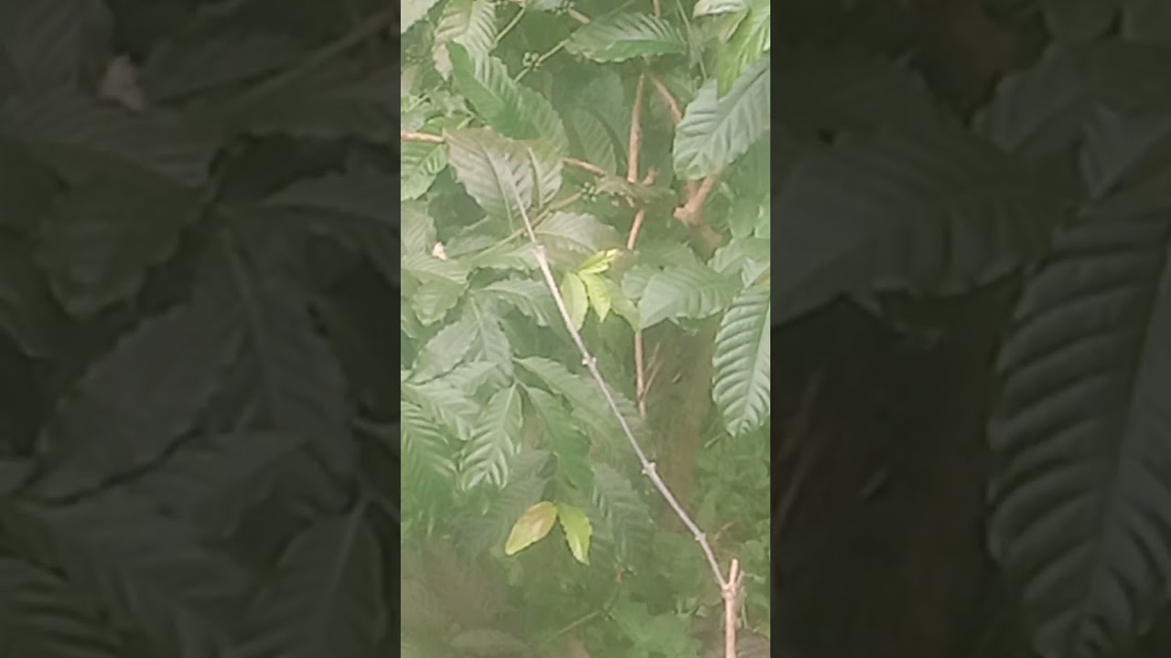 Kopi  sambungan baru