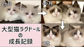 成長スピードが凄まじいラグドール兄弟【2ヶ月1歳2ヶ月の記録】