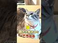 猫が飼い主をナメている時に大体される5つの行動 #猫雑学 #猫 #ねこたんの解説