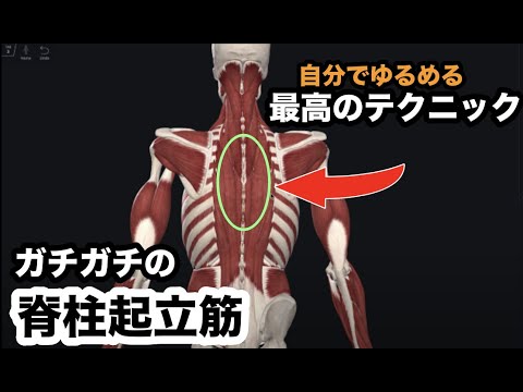 ガチガチの脊柱起立筋を自分で緩める最高のテクニックはこれ 腰痛 治し方 ストレッチ How To Relax Your Erector Spinae Muscles Youtube