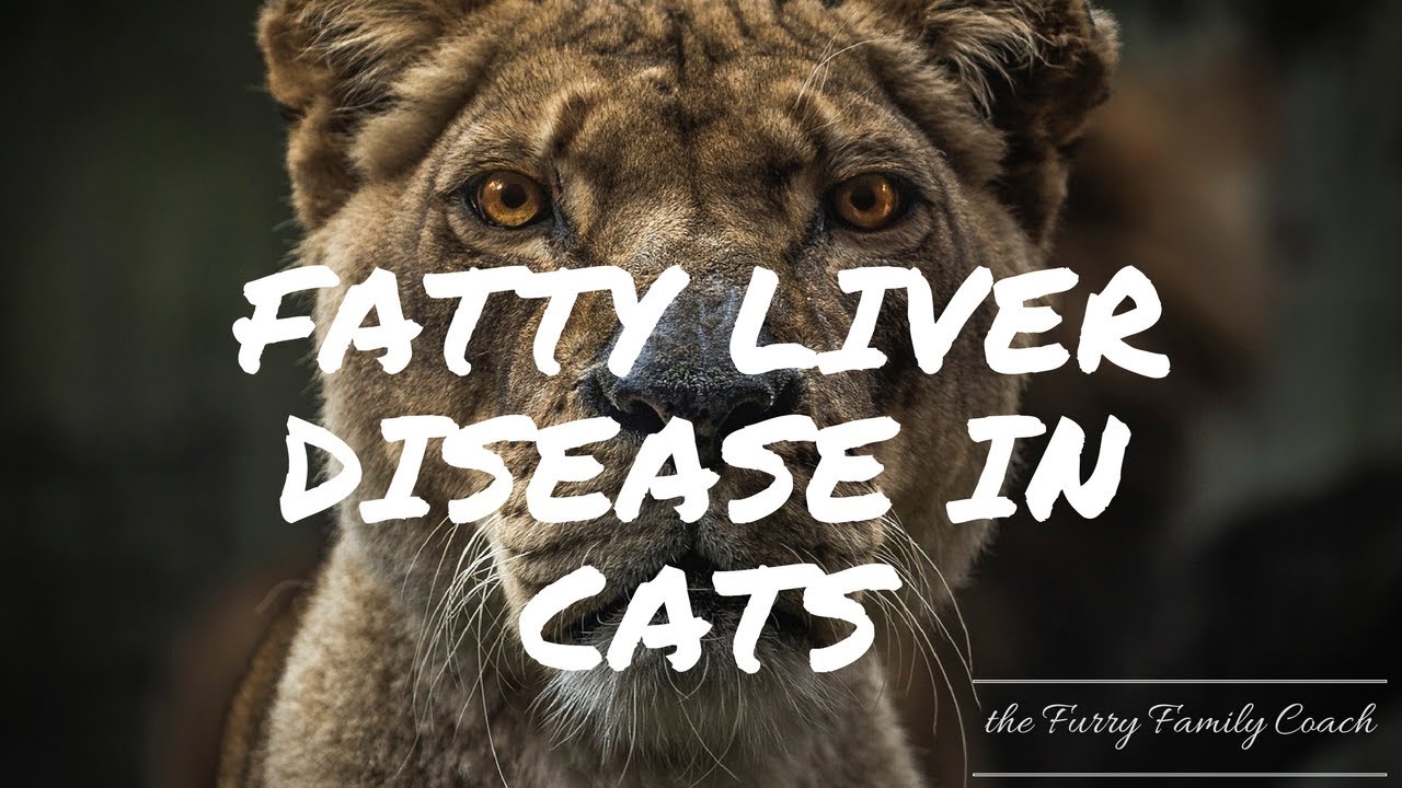 Day 4 Journey to Raw Raw Diet for Cats and Dogs Fatty Liver Disease In Cats YouTube