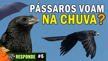 Como pássaro voa na chuva?