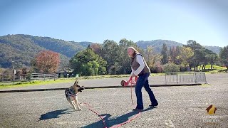 Meet Penny Locke, Positive Reinforcement Dog Training for your dog in Sonoma & Marin Counties