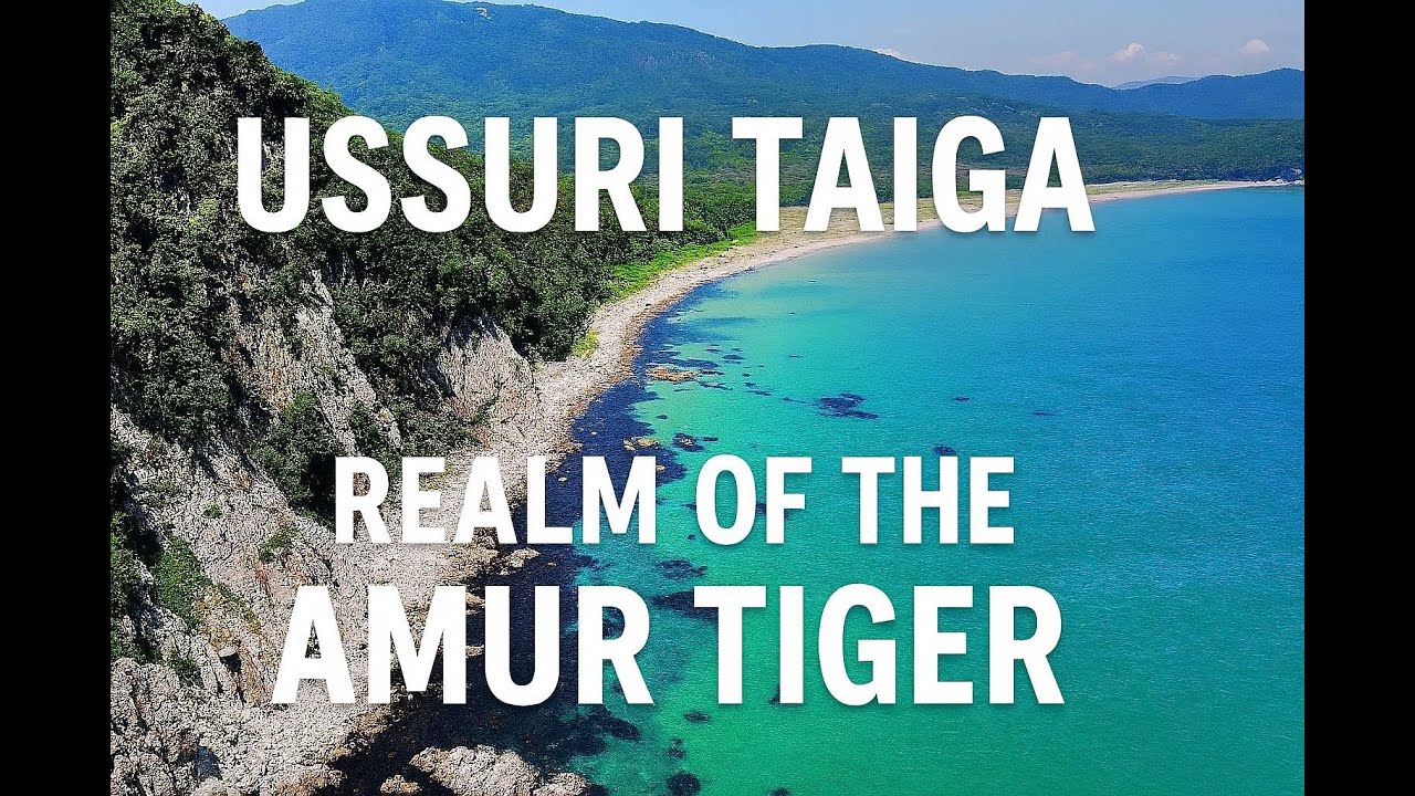 Where the Taiga Meets the Sea — Amur Tiger Territory Revealed! #25