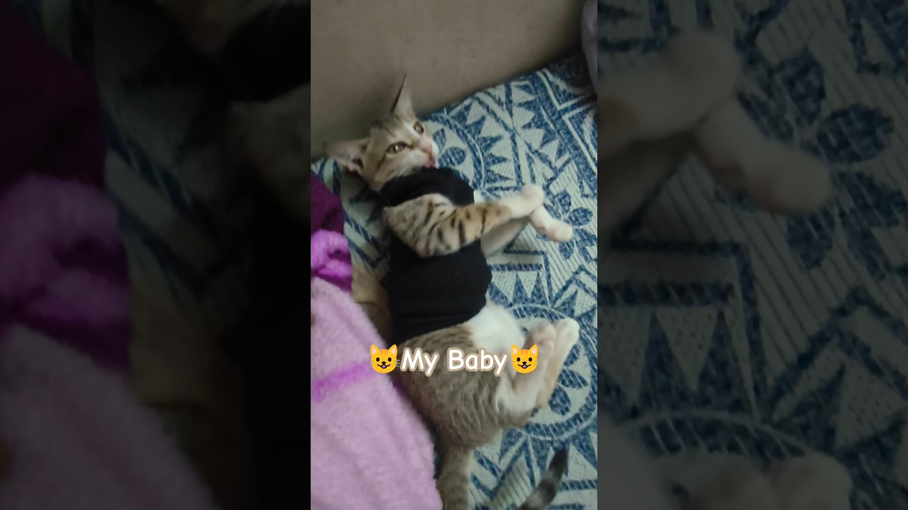 my baby cat playing video 😍😍😍