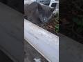 Chat errant bless  loeil remuant ses oreillesgray stray cat injured in the eye moving its ears