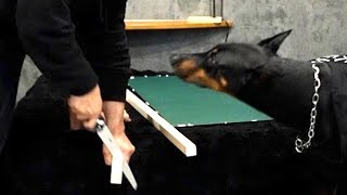 【凶暴？】DIYを邪魔するドーベルマンの圧が凄すぎて作業が進みませんw