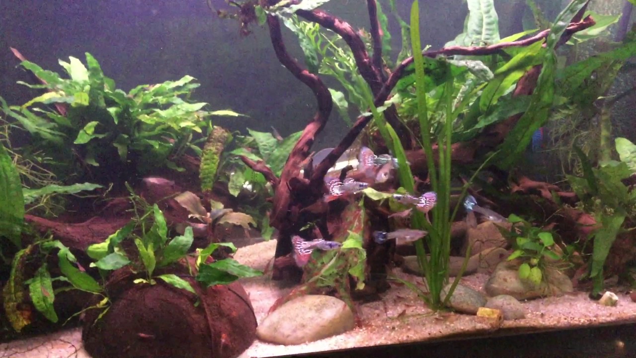 More Nebula guppies 5/3/17