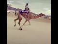 الهجن كفو ارجع ورا