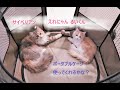 猫用折りたたみサークルを購入！猫2匹でも入れるかな？ 【サイベリアン多頭飼い】