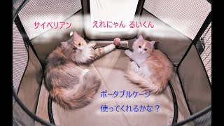 猫用折りたたみサークルを購入！猫2匹でも入れるかな？ 【サイベリアン多頭飼い】