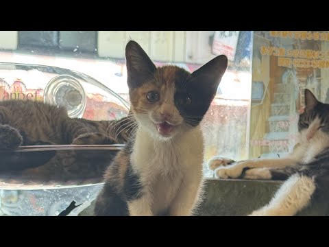 猫猫団😺ライブ配信！