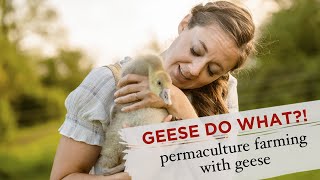 About Our Permaculture Geese: Overview of Goose Care and Contributions / Sustainable Farm