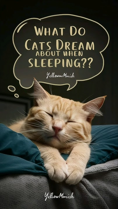 What Do Cats Dream About When Sleeping cat catlover sleepcat what-do-cats-dream-about-when-sleeping-cat-catlover-sleepcat
