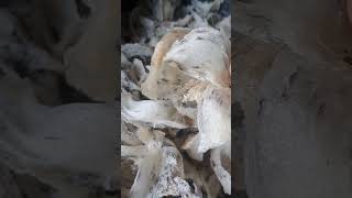 SARANG BURUNG WALET BENTUK MANGKOK