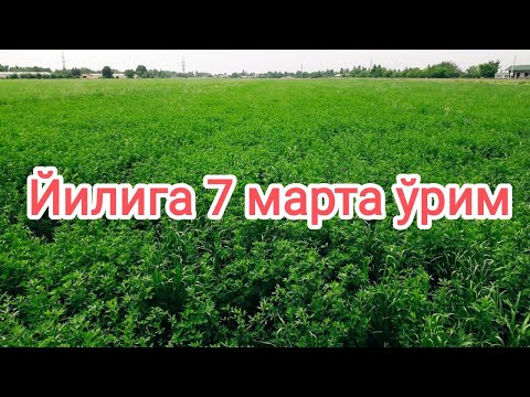 Video: Сепилди кыйраткандардын кайчылаш оюну барбы?