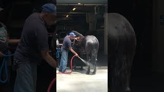 Horse Getting Balls Polished